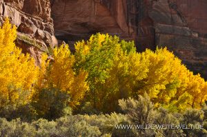 Autumn-Color-Escalante-Canyon-Grand-Staircase-Escalante-National-Monument-Utah-10-300x199 Autumn Color