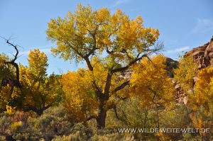 Autumn-Color-Escalante-Canyon-Grand-Staircase-Escalante-National-Monument-Utah-2-300x199 Autumn Color