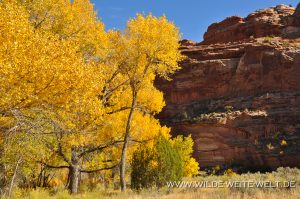 Autumn-Color-Escalante-Canyon-Grand-Staircase-Escalante-National-Monument-Utah-3-300x199 Autumn Color