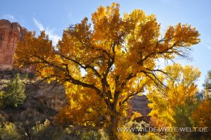 Autumn-Color-Escalante-Canyon-Grand-Staircase-Escalante-National-Monument-Utah-4-300x199 Autumn Color