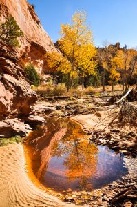 Reflections-Phipps-Wash-Grand-Staircase-Escalante-National-Monument-Utah-199x300 Reflections