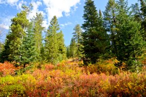 Autumn-Color-near-Dunanda-Falls-Yellowstone-Bechler-Area-Wyoming-2-300x199 Autumn Color near Dunanda Falls