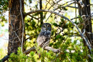 Great-Gray-Owl-Bechler-Area-Yellowstone-Nationalpark-Wyoming-2-300x199 Great Gray Owl