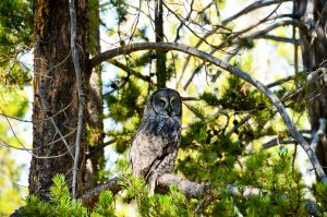 Great-Gray-Owl-Bechler-Area-Yellowstone-Nationalpark-Wyoming-3-300x199 Great Gray Owl