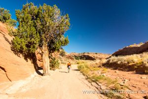 Juniper-Dry-Fork-Canyon-Hole-in-the-Rock-Road-Grand-Staircase-Escalante-National-Monument-Utah-300x200 Juniper