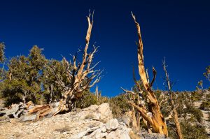 Great-Basin-Bristlecone-Pinus-longaeva-Ancient-Pristlecone-Pine-Forest-Inyo-National-Forest-Big-Pine-California-10-300x199 Great Basin Bristlecone - Pinus longaeva