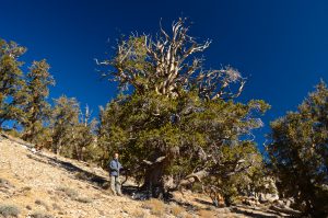 Great-Basin-Bristlecone-Pinus-longaeva-Ancient-Pristlecone-Pine-Forest-Inyo-National-Forest-Big-Pine-California-11-300x199 Great Basin Bristlecone - Pinus longaeva