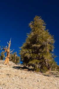 Great-Basin-Bristlecone-Pinus-longaeva-Ancient-Pristlecone-Pine-Forest-Inyo-National-Forest-Big-Pine-California-13-199x300 Great Basin Bristlecone - Pinus longaeva