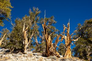 Great-Basin-Bristlecone-Pinus-longaeva-Ancient-Pristlecone-Pine-Forest-Inyo-National-Forest-Big-Pine-California-14-300x199 Great Basin Bristlecone - Pinus longaeva
