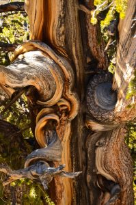 Great-Basin-Bristlecone-Pinus-longaeva-Ancient-Pristlecone-Pine-Forest-Inyo-National-Forest-Big-Pine-California-15-199x300 Great Basin Bristlecone - Pinus longaeva