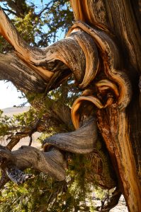 Great-Basin-Bristlecone-Pinus-longaeva-Ancient-Pristlecone-Pine-Forest-Inyo-National-Forest-Big-Pine-California-16-199x300 Great Basin Bristlecone - Pinus longaeva