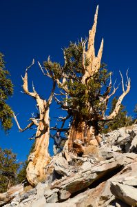 Great-Basin-Bristlecone-Pinus-longaeva-Ancient-Pristlecone-Pine-Forest-Inyo-National-Forest-Big-Pine-California-18-199x300 Great Basin Bristlecone - Pinus longaeva