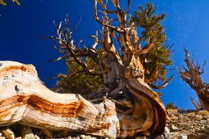 Great-Basin-Bristlecone-Pinus-longaeva-Ancient-Pristlecone-Pine-Forest-Inyo-National-Forest-Big-Pine-California-19-300x199 Great Basin Bristlecone - Pinus longaeva