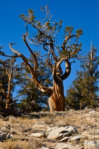 Great-Basin-Bristlecone-Pinus-longaeva-Ancient-Pristlecone-Pine-Forest-Inyo-National-Forest-Big-Pine-California-2-199x300 Great Basin Bristlecone - Pinus longaeva