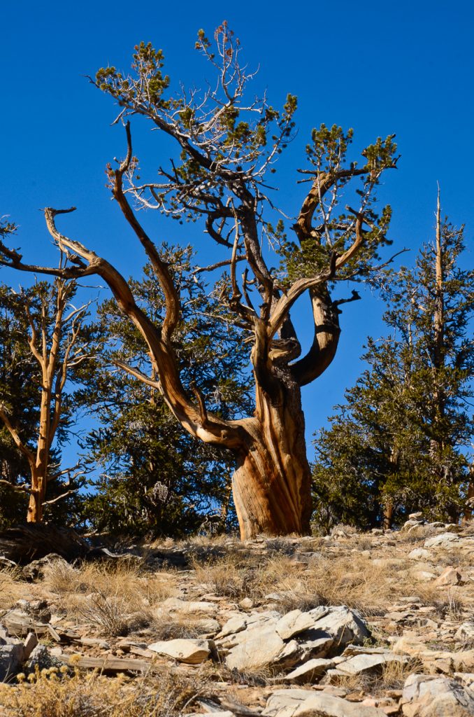 Great-Basin-Bristlecone-Pinus-longaeva-Ancient-Pristlecone-Pine-Forest-Inyo-National-Forest-Big-Pine-California-14 Bristlecone Pines [White Mountains]