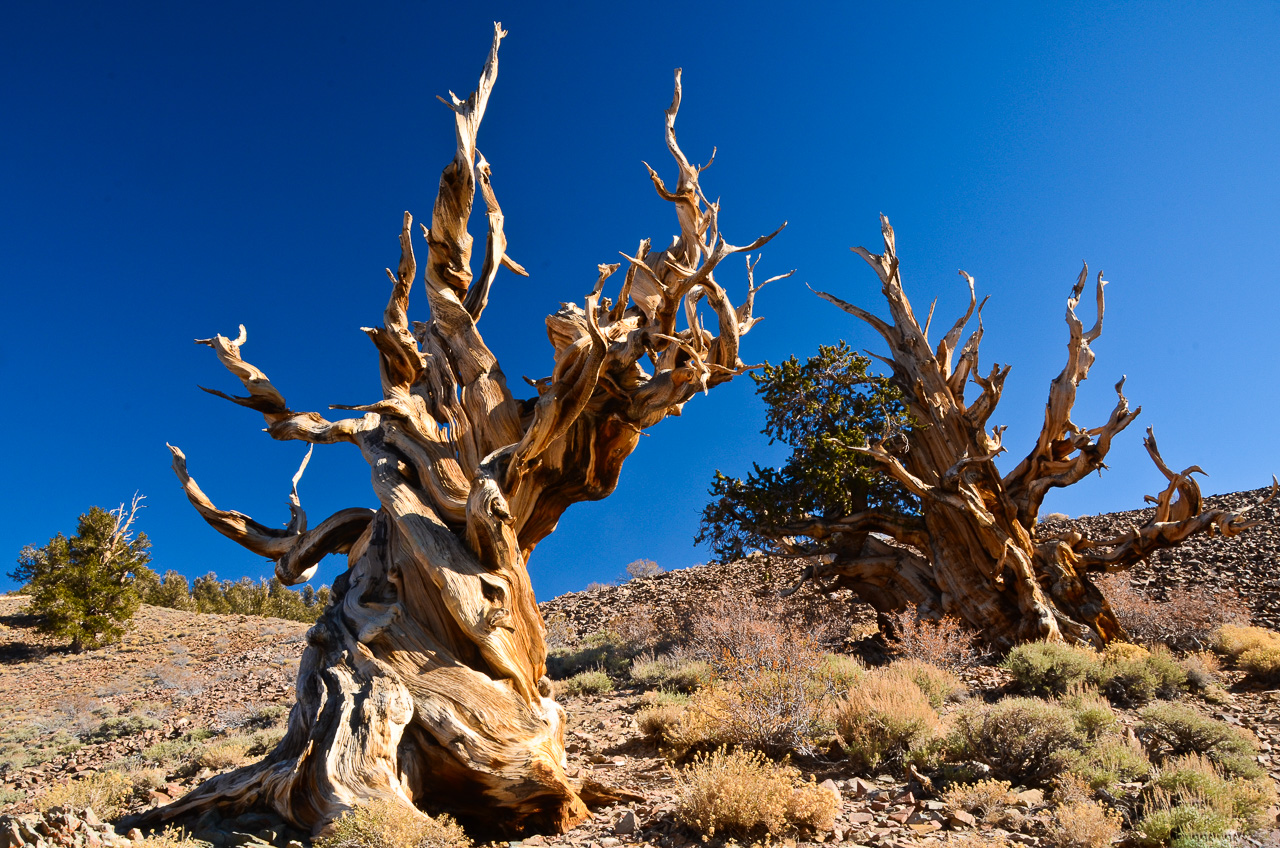 Bristlecone Pines - Inyo National Forest - Big Pine -California