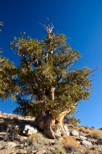 Great-Basin-Bristlecone-Pinus-longaeva-Ancient-Pristlecone-Pine-Forest-Inyo-National-Forest-Big-Pine-California-26-199x300 Great Basin Bristlecone - Pinus longaeva