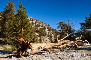 Great-Basin-Bristlecone-Pinus-longaeva-Ancient-Pristlecone-Pine-Forest-Inyo-National-Forest-Big-Pine-California-3-300x199 Great Basin Bristlecone - Pinus longaeva