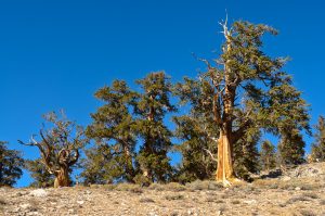 Great-Basin-Bristlecone-Pinus-longaeva-Ancient-Pristlecone-Pine-Forest-Inyo-National-Forest-Big-Pine-California-300x199 Great Basin Bristlecone - Pinus longaeva