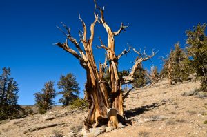 Great-Basin-Bristlecone-Pinus-longaeva-Ancient-Pristlecone-Pine-Forest-Inyo-National-Forest-Big-Pine-California-4-300x199 Great Basin Bristlecone - Pinus longaeva
