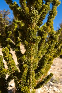 Great-Basin-Bristlecone-Pinus-longaeva-Ancient-Pristlecone-Pine-Forest-Inyo-National-Forest-Big-Pine-California-5-199x300 Great Basin Bristlecone - Pinus longaeva