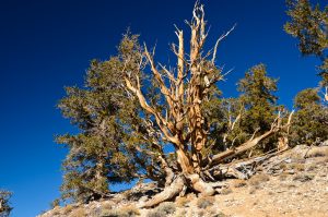 Great-Basin-Bristlecone-Pinus-longaeva-Ancient-Pristlecone-Pine-Forest-Inyo-National-Forest-Big-Pine-California-6-300x199 Great Basin Bristlecone - Pinus longaeva