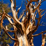 Great-Basin-Bristlecone-Pinus-longaeva-Ancient-Pristlecone-Pine-Forest-Inyo-National-Forest-Big-Pine-California-14 Bristlecone Pines [White Mountains]