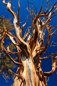 Great-Basin-Bristlecone-Pinus-longaeva-Ancient-Pristlecone-Pine-Forest-Inyo-National-Forest-Big-Pine-California-8-199x300 Great Basin Bristlecone - Pinus longaeva