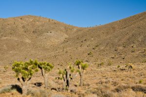 Joshua-Tree-Flats-Death-Valley-Nationalpark-California-1-300x199 Joshua Tree Flats