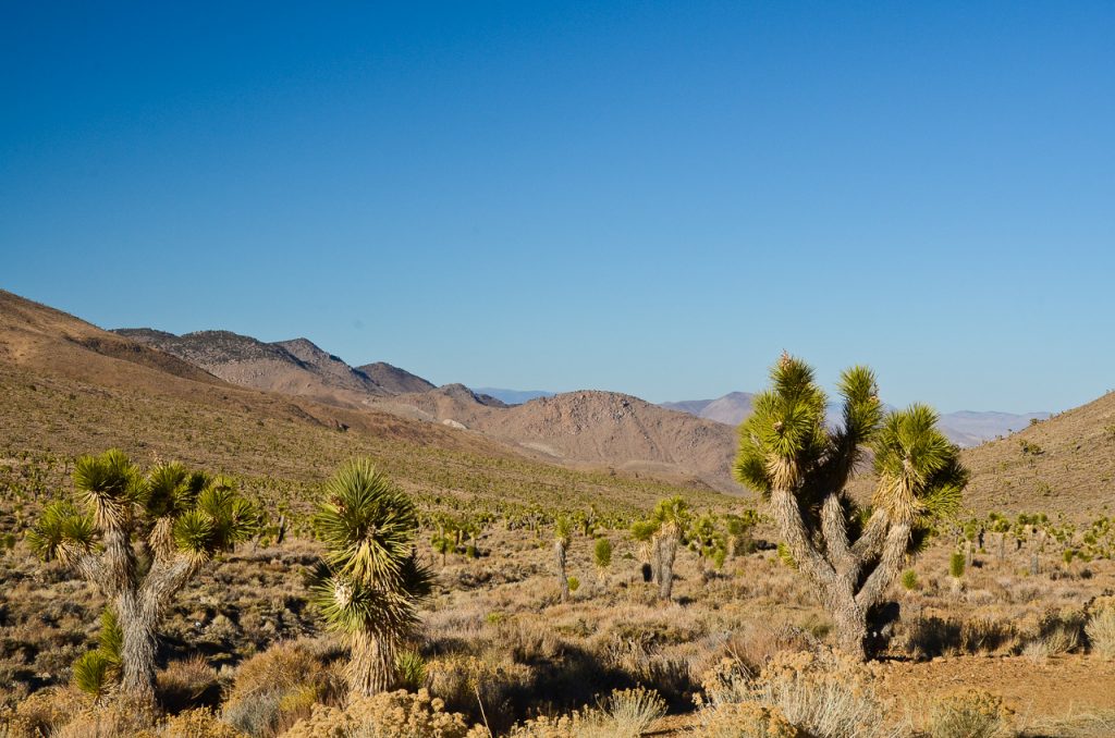 Joshua-Tree-Flats-Death-Valley-Nationalpark-California-7 Yucca [Death Valley National Park]