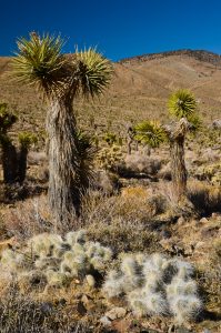 Joshua-Tree-Flats-Death-Valley-Nationalpark-California-3-199x300 Joshua Tree Flats