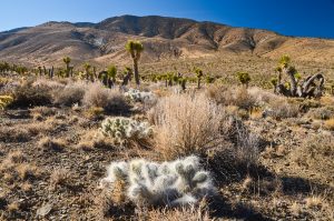 Joshua-Tree-Flats-Death-Valley-Nationalpark-California-300x199 Joshua Tree Flats