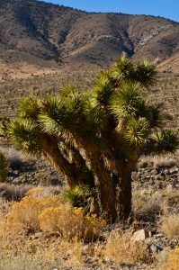 Joshua-Tree-Flats-Death-Valley-Nationalpark-California-4-1-199x300 Joshua Tree Flats