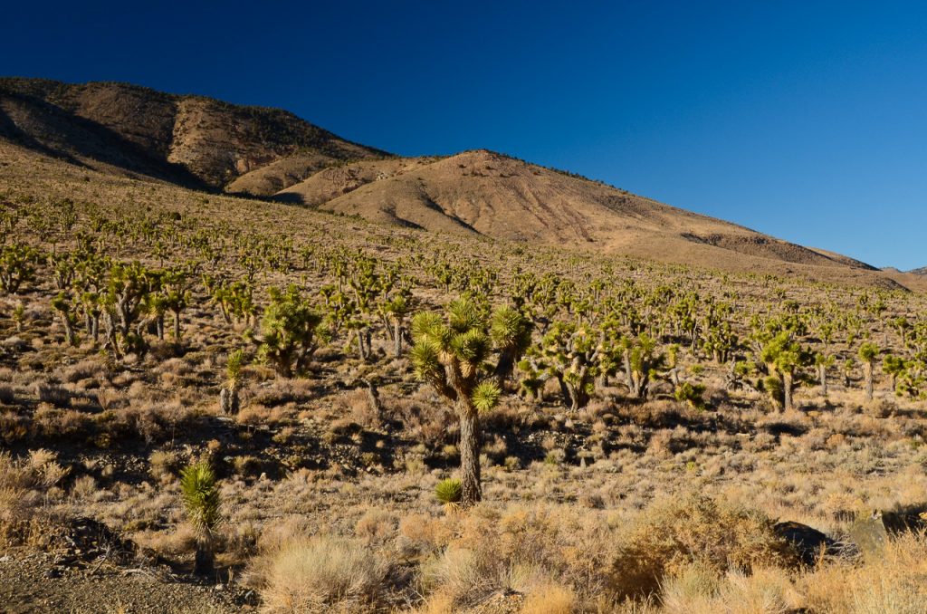 Joshua-Tree-Flats-Death-Valley-Nationalpark-California-7 Yucca [Death Valley National Park]