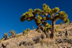 Joshua-Tree-Flats-Death-Valley-Nationalpark-California-6-1-300x199 Joshua Tree Flats