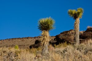 Joshua-Tree-Flats-Death-Valley-Nationalpark-California-6-300x199 Joshua Tree Flats