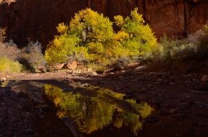 Autumn-Color-Reflections-in-Little-Death-Hollow-Grand-Staircase-Escalente-National-Monument-Utah-11-300x199 Autumn Color Reflections in Little Death Hollow