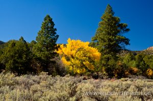 Hells-Backbone-Road-Dixie-National-Forest-Utah-12-300x199 Hells Backbone Road