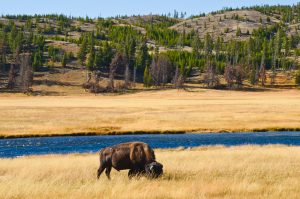 Bison-Yellowstone-Fairy-Falls-und-Imperial-Geyser-Trail-300x199 Bison