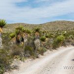 Dagger-Flat-Road-Dagger-Flat-Road-Big-Bend-National-Park-Texas-41 Yucca faxoniana [Big Bend National Park]
