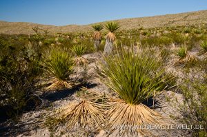 Dasylirion-leiophyllum-und-Yucca-faxoniana-Dagger-Flat-Drive-Big-Bend-Nationalpark-Texas-300x199 Dasylirion leiophyllum und Yucca faxoniana