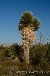 Yucca-elata-Old-Maverick-Road-Big-Bend-Nationalpark-Texas-199x300 Yucca elata