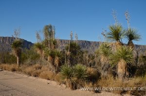 Yucca-elata-Old-Maverick-Road-Big-Bend-Nationalpark-Texas-7-300x199 Yucca elata