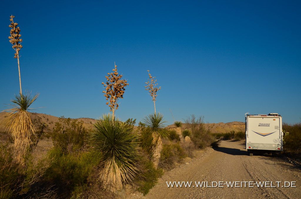 Yucca-elata-Old-Maverick-Road-Big-Bend-Nationalpark-Texas-4 Yucca elata [Big Bend National Park]