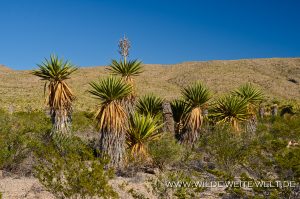 Yucca-faxoniana-Dagger-Flat-Drive-Big-Bend-Nationalpark-Texas-13-300x199 Yucca faxoniana