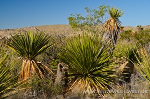 Yucca-faxoniana-Dagger-Flat-Drive-Big-Bend-Nationalpark-Texas-17-300x199 Yucca faxoniana