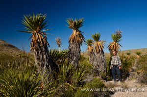 Yucca-faxoniana-Dagger-Flat-Drive-Big-Bend-Nationalpark-Texas-18-300x199 Yucca faxoniana