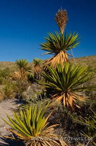 Yucca-faxoniana-Dagger-Flat-Drive-Big-Bend-Nationalpark-Texas-19-199x300 Yucca faxoniana