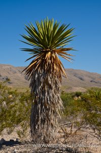 Yucca-faxoniana-Dagger-Flat-Drive-Big-Bend-Nationalpark-Texas-2-199x300 Yucca faxoniana