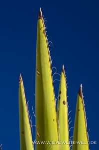 Yucca-faxoniana-Dagger-Flat-Drive-Big-Bend-Nationalpark-Texas-23-199x300 Yucca faxoniana